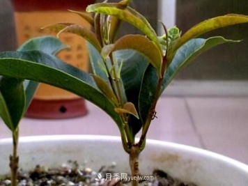 桂花生根挺简单，扦插时间掌握好，培育方法是关键