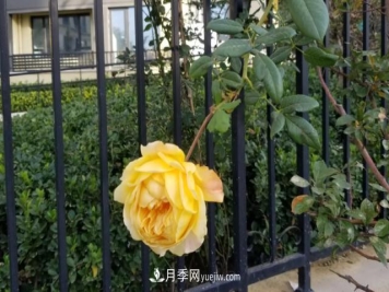 北方户外立冬后的最后一拨月季花开