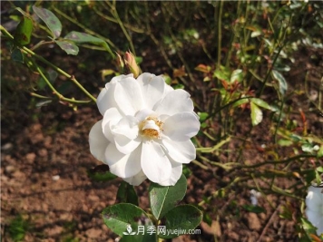 南阳：开展园林绿化月季复壮，助力高质量建设大城市