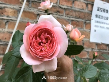 新上盆的月季可以施肥吗？椰糠伴营养土栽种，担心月季缺营养