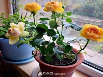 盆栽大花月季不如选微型，花型紧凑品种繁多，一次开花上百朵