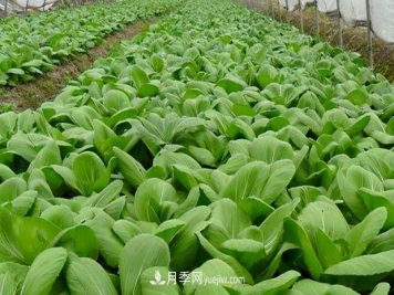 大棚蔬菜种植时间表（建议收藏）