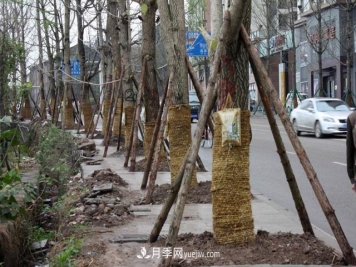 为什么说秋季移栽树木成活率更高？苗木要提高成活率，还需要注意什么