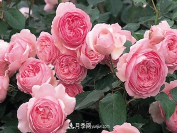 11月了，还不快给月季“清花苞”，开春后疯狂爆花