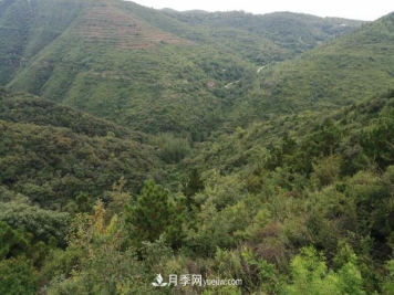 即将到来的冬春造林季要种哪些树？河南省已培育9.31株乡土树种