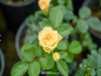 月季爆笋芽了，花友喜滋滋，先别乐，这个时期要慎重