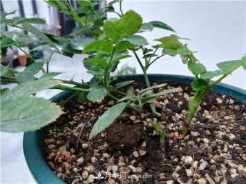 怎样快速扶壮月季的牙签小苗，压枝促笋是一个好办法