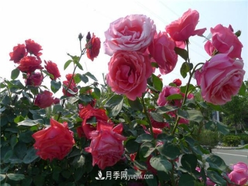 月季花为什么花朵越开越小花色淡？这五点做好，叶茂花繁色娇艳