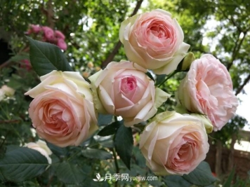 十一月养护月季，分享三个小动作”，月季蹭蹭冒新芽