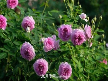微型月季的管理养护及品种介绍