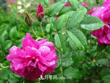 微型月季花怎么养 微型月季花的养殖方法和注意事项