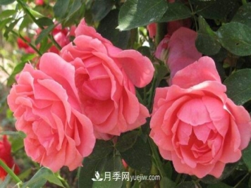 月季花有哪些颜色？月季花的养殖方法？