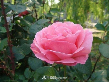 月季有毒吗，怎么养殖？