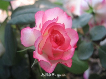 月季水培生根的方法，如何让月季快速生根