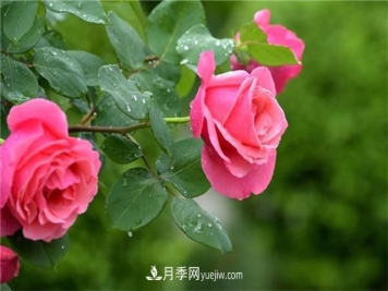 地栽月季花的养殖方法，养殖的小技巧有什么