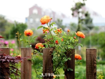 月季好养吗？有哪些养殖注意事项？