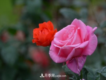 月季上的蚜虫真烦人，有效治疗办法是什么
