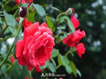 月季花养殖的一些注意事项，盆栽月季需要如何养护？