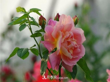 小白不知道微型月季肥水管理，那么月季花需要什么肥料