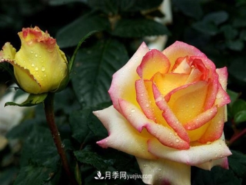 大棚种植切花月季的栽培方法要点