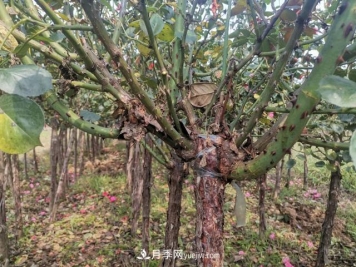 月季花叶子发黄？可能的8个原因和解决办法