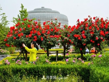 月季花的养殖方法？简简单单7个步骤轻松拿下