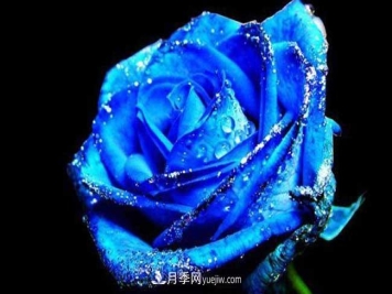 蓝色妖姬是什么月季花？蓝色妖姬的花语是什么
