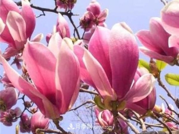 玉兰花民间传说