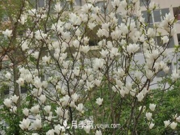 白玉兰种子的生长条件