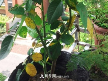 月季花的叶子发黄枯萎脱落， 怎么办？