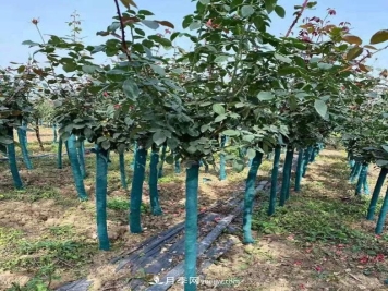 4-7公分树桩月季批发出售中