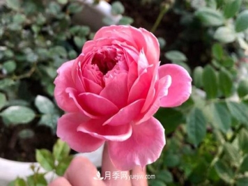 铃之妖精​月季推荐