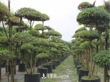 苗木价格是怎么估算的？