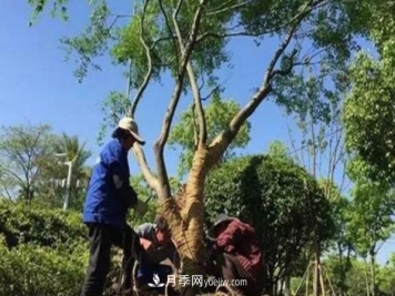 冬季移栽苗木大考验：冬季适合移栽什么树种？如何移栽