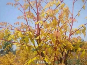 “彩叶潮流”来势汹汹，这8种彩叶树种前景大好