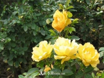 丰花月季的小知识和代表品种