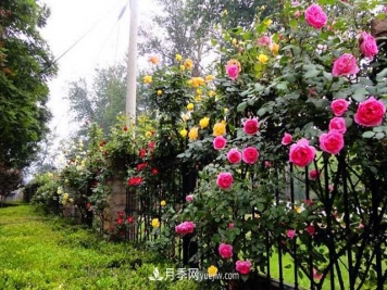 月季喜光喜阳，月季花能种阴凉处吗