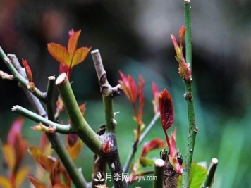 盆栽月季怎么养护？