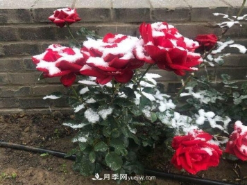 冬季月季花叶子都快掉光了应该怎么办