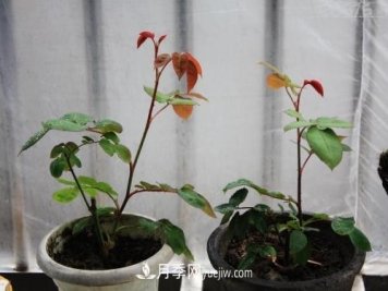 月季花的芽点过多，需不需要处理掉