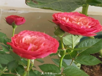 月季得了病，别急扔掉，教你解决快速恢复