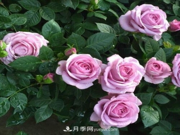 7种漂亮月季，植株矮小，花色艳丽，花期超长，是阳台盆栽佳品！