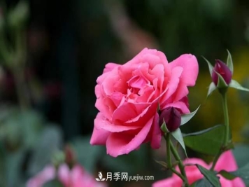 月季得病恢复以后，如何修剪？如何养护