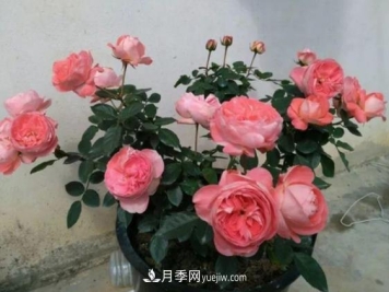 月季修剪有讲究，冬季月季修剪技巧
