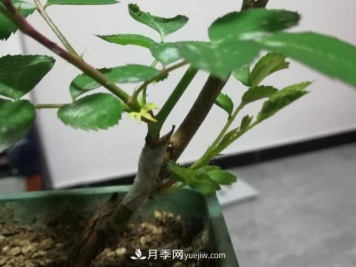 根接月季是迅速扩繁的一个好方法