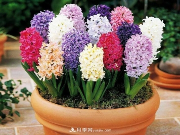 家居花卉的作用与寓意