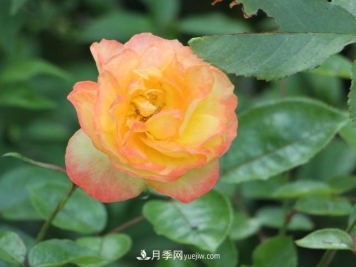 月季花白粉病该怎么治，三招轻松解决