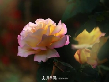 种好月季树嫁接花