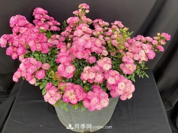 盆栽的月季要开花了！该追加什么肥？多久用一次效果更好？