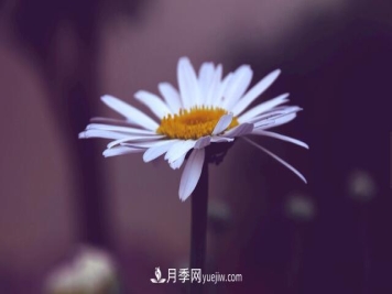 代表希望的花有哪些？推荐六大代表希望的花朵